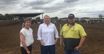 'Water is more expensive than milk': Riverina dairy farmers warn industry faces wipeout