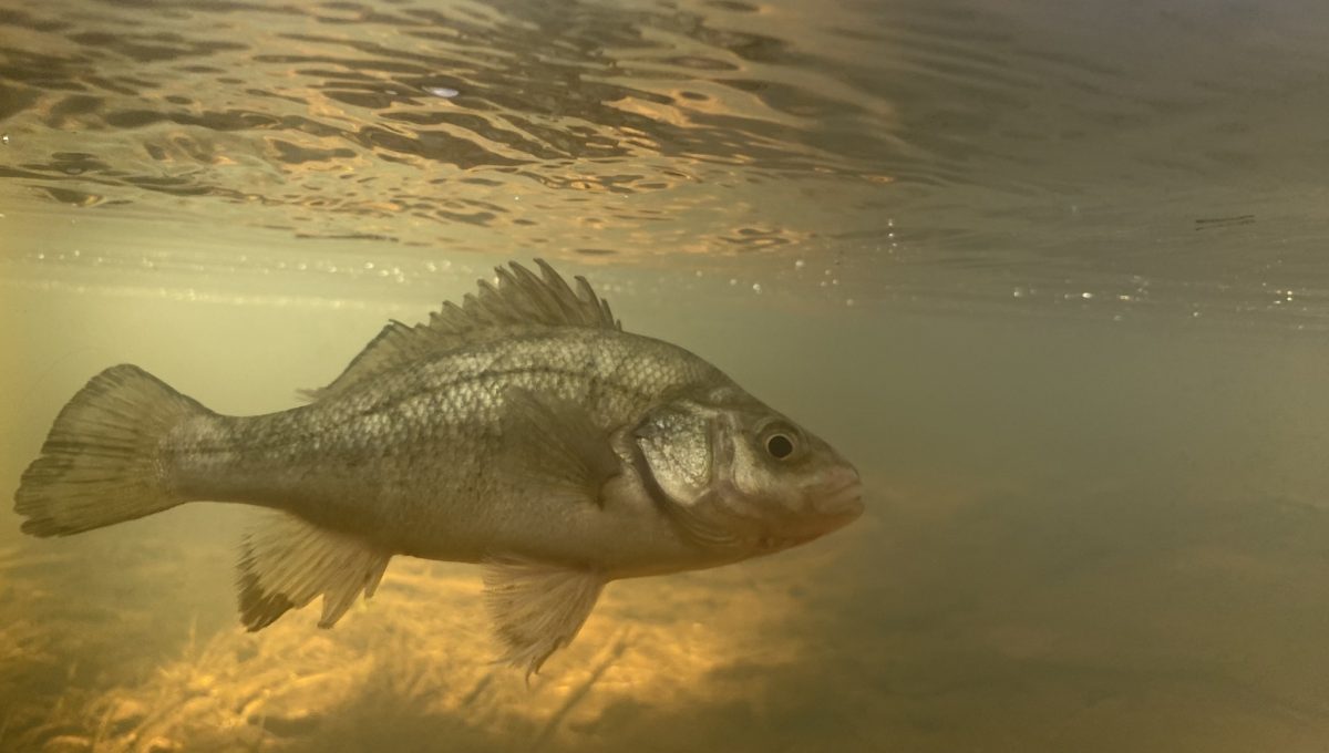 fish in water 