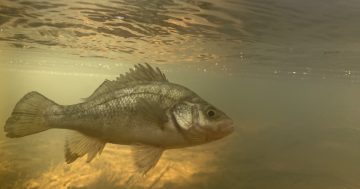 Narrandera Fisheries Centre to get eight new ponds to breed endangered Macquarie Perch