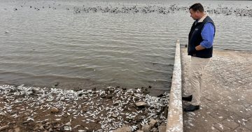 Cold weather likely cause of death of thousands of bony bream at Lake Cargelligo, say authorities