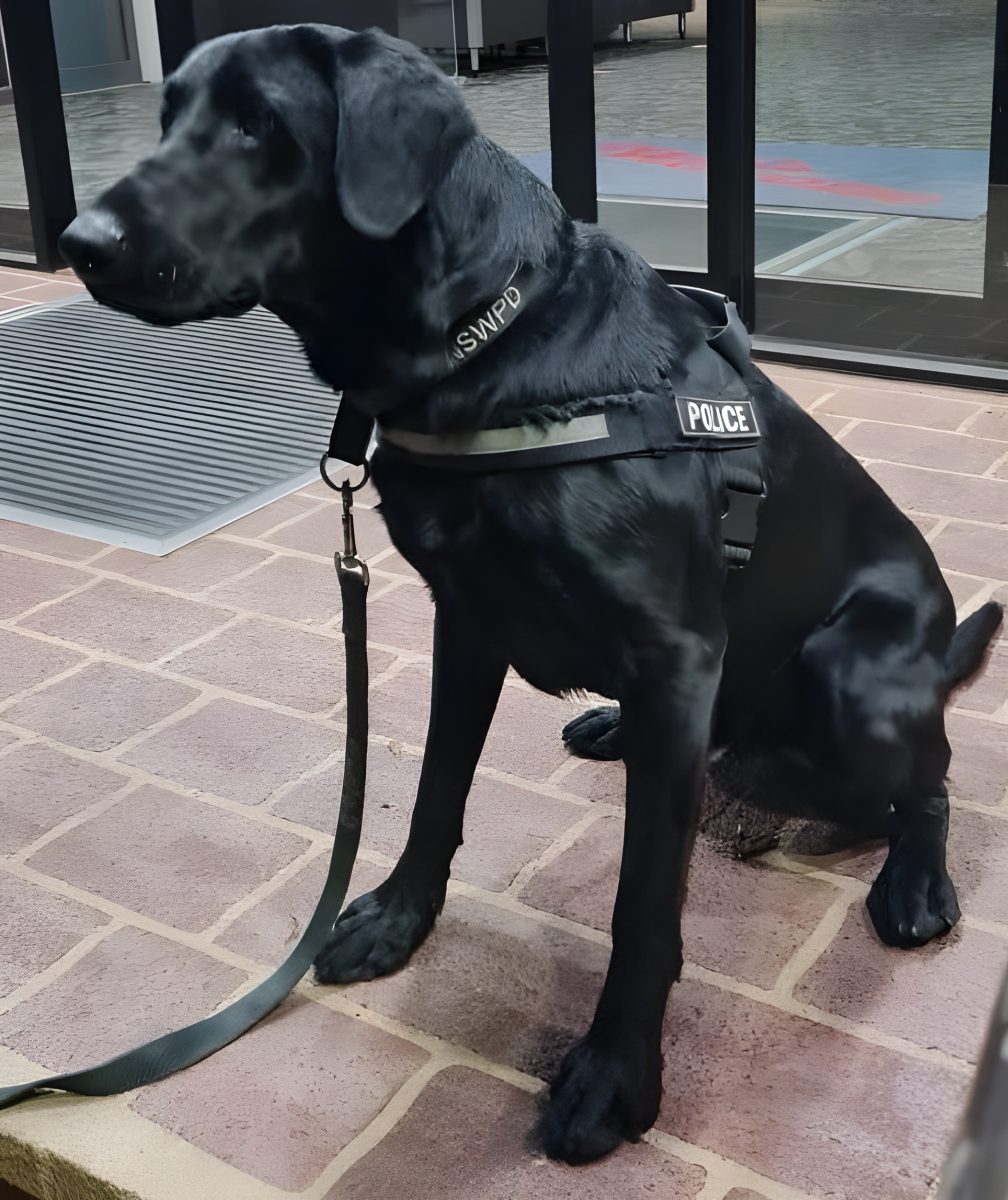 Dog with a leash 
