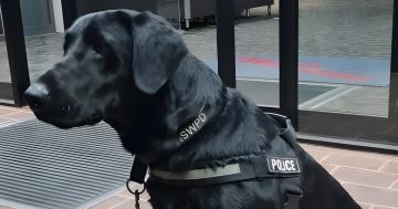 Man in Griffith charged with animal cruelty towards drug detection dog