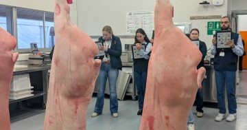 'Better than Texas' - high praise for Aussie lamb at Wagga meat judging competition