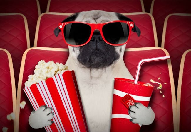 a dog wearing sunglasses and holding popcorn and a drink while sitting in a cinema