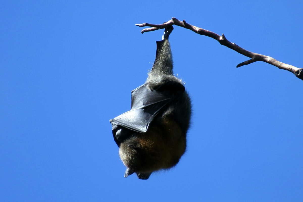 Researchers may have found a potential treatment for the deadly Nipah and Hendra virus.
