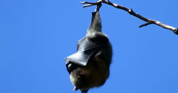 Scientists developing vaccine for new 'pandemic potential' bat-borne virus