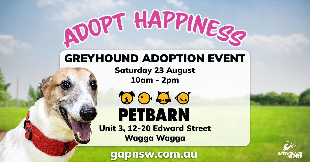 greyhound adoption event, petbarn wagga 