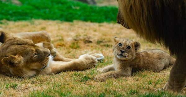 WATCH: National Zoo full of pride for first baby lion in 20-plus years