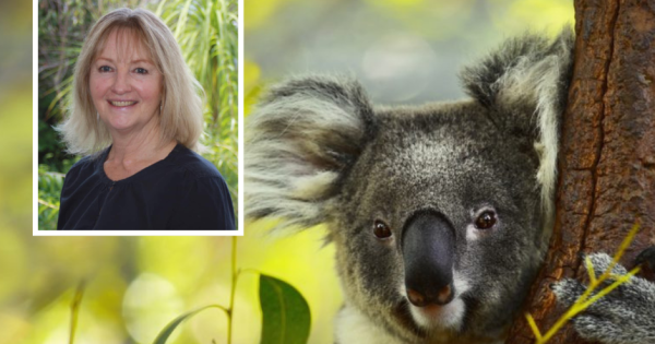 Wagga councillor continues fight for Riverina koalas with hope for a local sanctuary