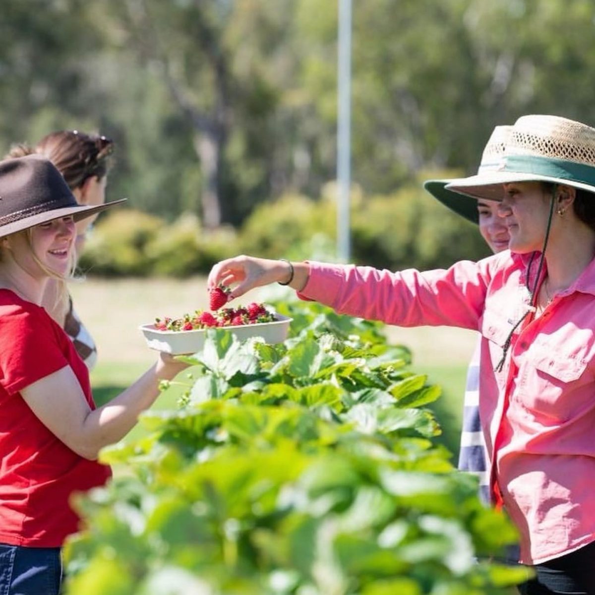 Bidgee Strawberries and Cream lets you pick your own strawberries. 