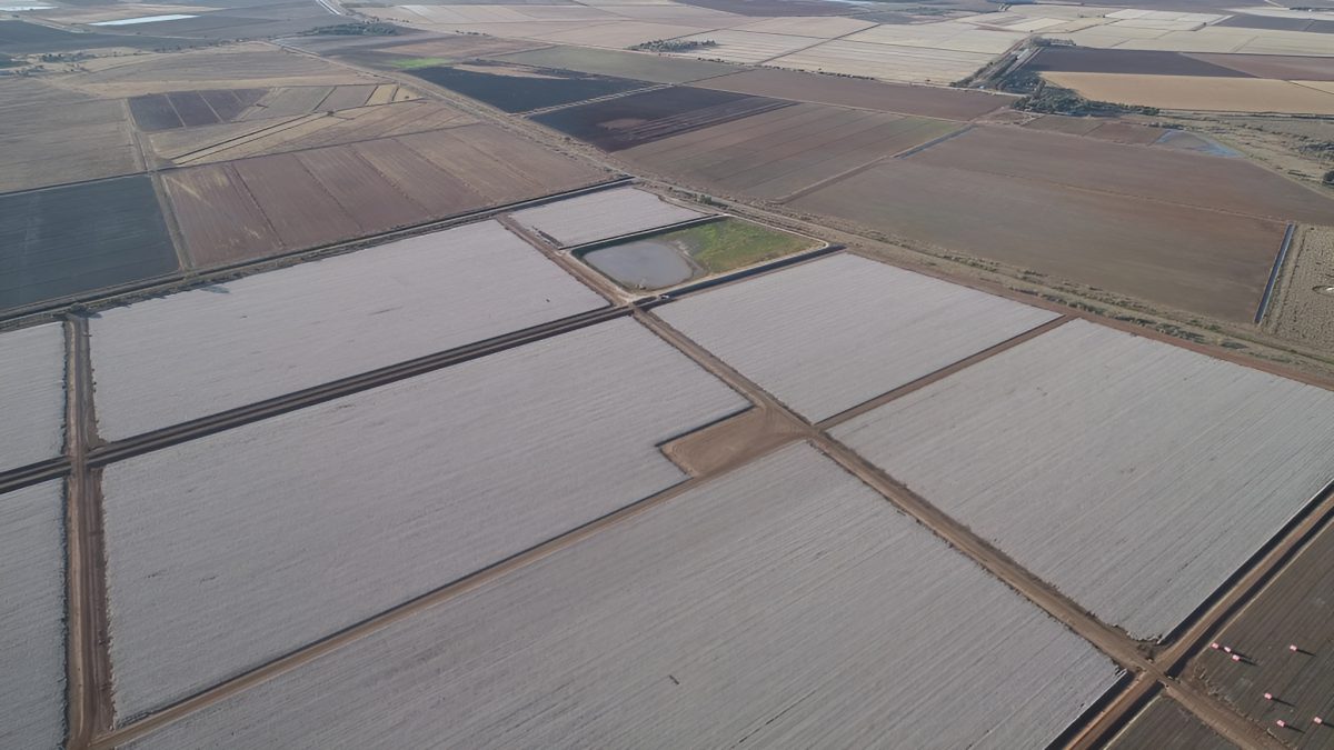 cotton fields 