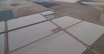 Judge finds Leeton crop duster liable for $673,000 loss after poisoning of Coleambally cotton fields