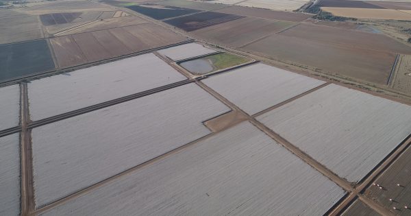 Judge finds Leeton crop duster liable for $673,000 loss after poisoning of Coleambally cotton fields