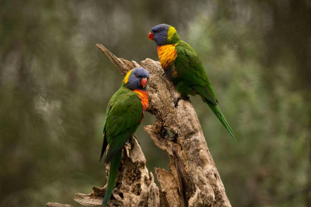 wagga bird life 