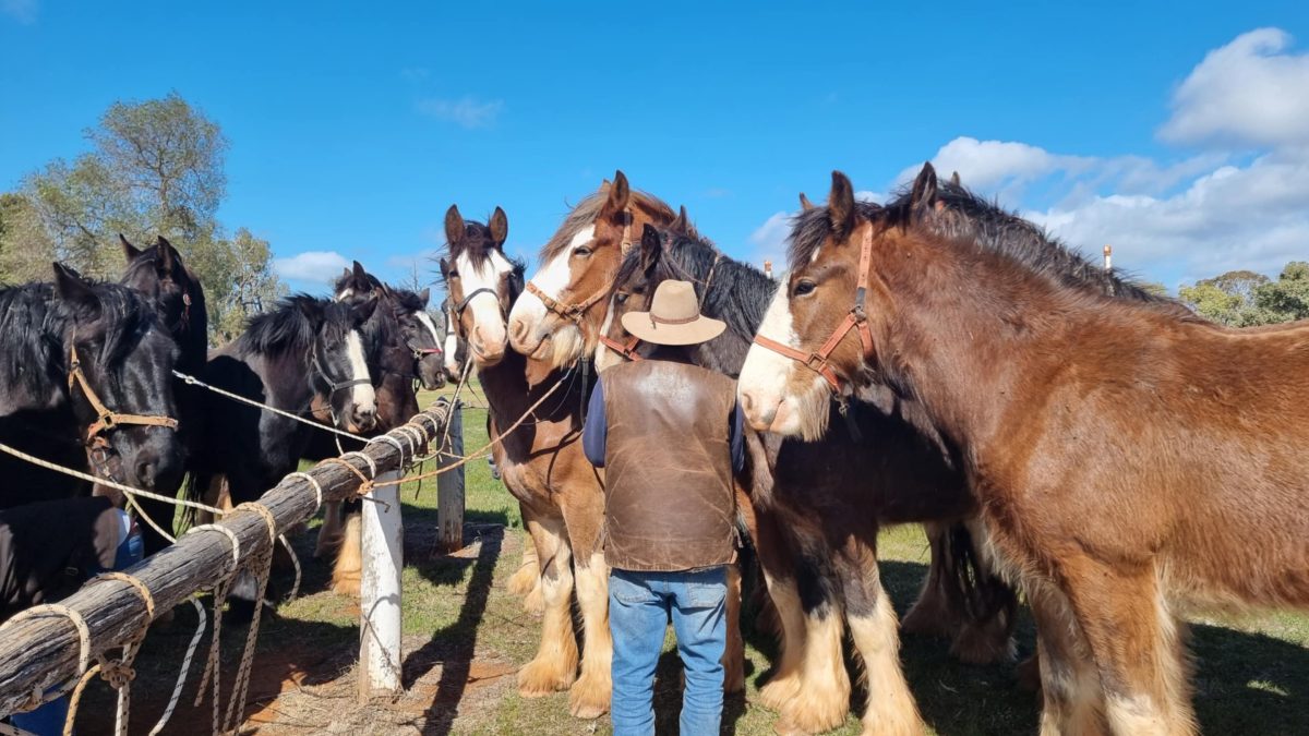 Horses in harness with back of man