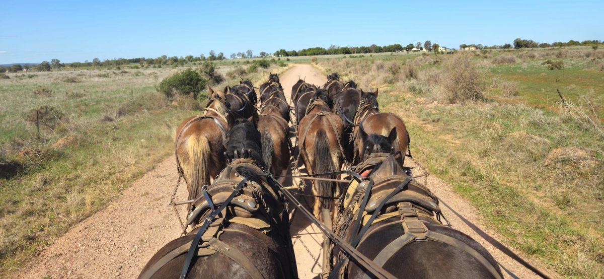 Horses in harness