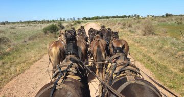 Steady hands on these reins as master horsemen prepare to break world record at Barellan festival