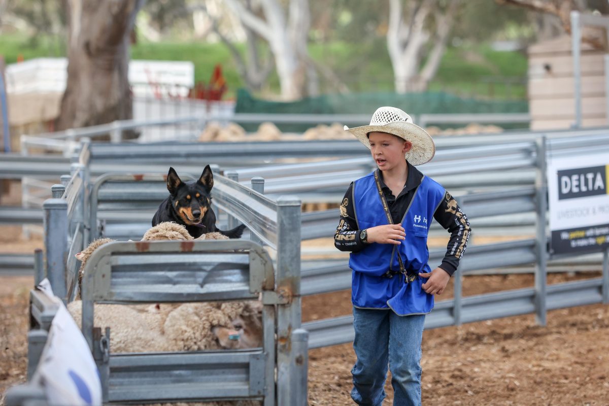 Boy with dog and sheep