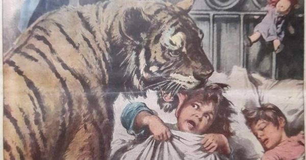 Riverina Rewind: The escaped tiger that licked a sleeping child in Narrandera