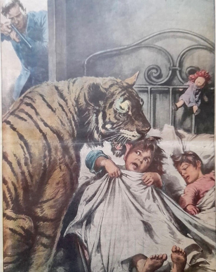 Italian artist Walter Molino captured the moment a Narrandera girl met an escaped tiger in 1953.