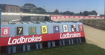 Animal rights group says closing Wagga greyhound racing 'death track' aimed at maximising profits