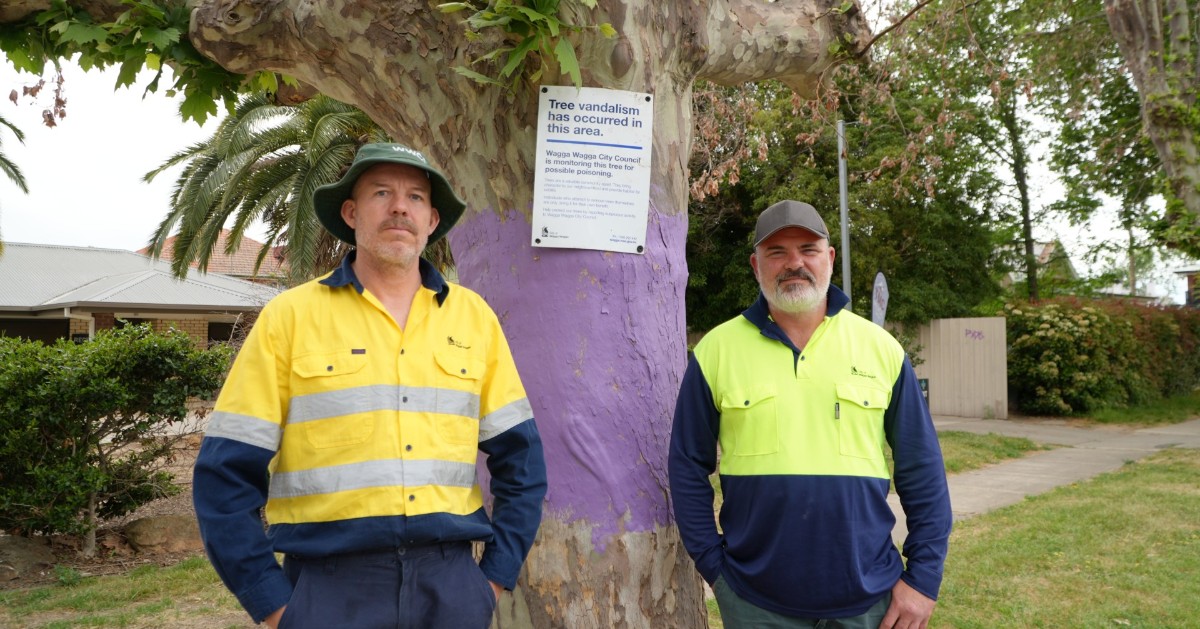 Have you noticed these purple trees in central Wagga?