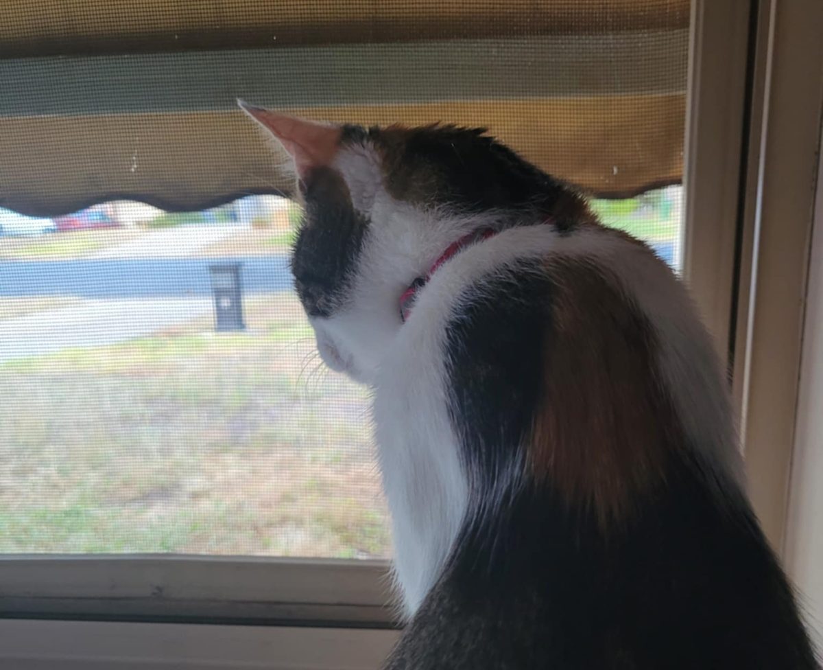Cats like Evie, that long to be outdoors might soon have to make do inside as new laws in NSW could soon prevent domestic cats from being allowed off private property. 