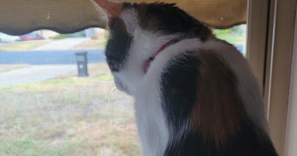 'The Fox Street Maccas carpark used to be like a cat farm': Law proposed to keep felines inside