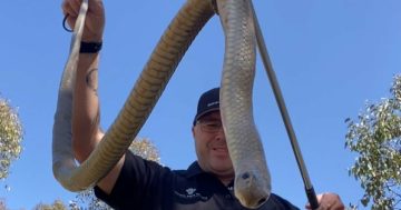 Meet the man who safely removes the country's most venomous snakes!