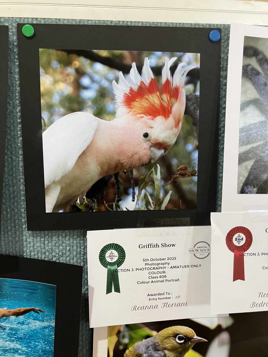 Photo of cockatoo