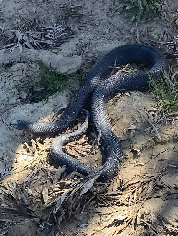 Aiden has caught some of the world's most venomous snakes, including red-bellied black snakes and brown snakes.