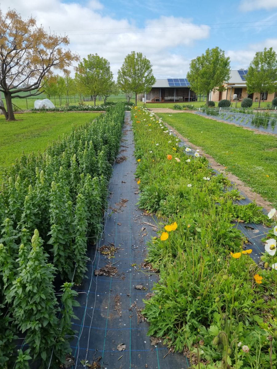 a row of flowers next to a row of plants