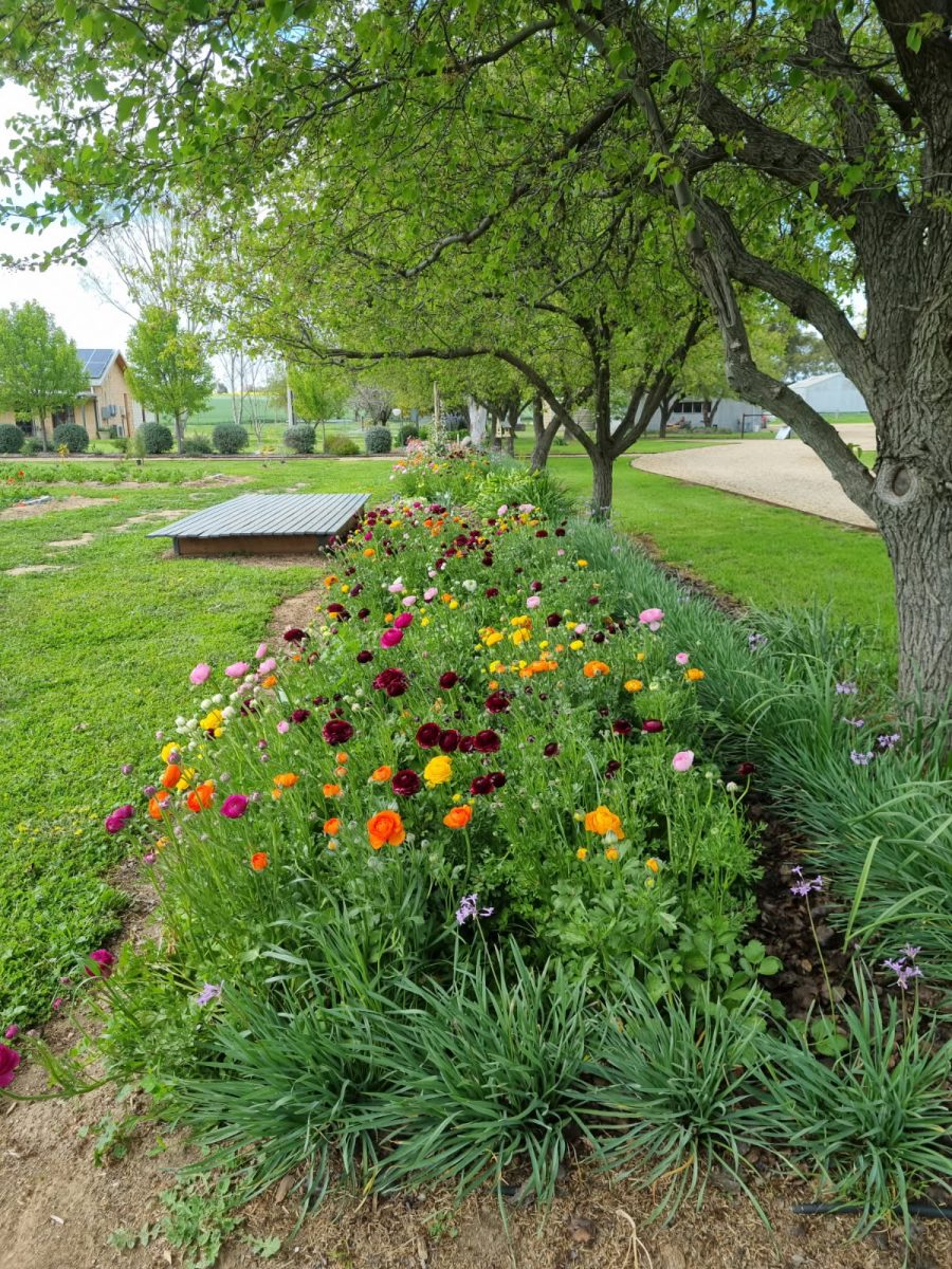 row of flowers