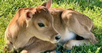 Bidgee Strawberries and Cream to launch season with calf naming competition