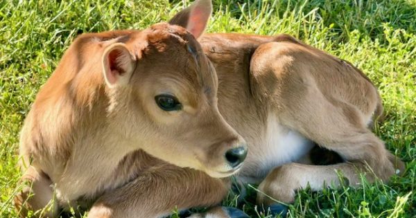 Bidgee Strawberries and Cream to launch season with calf naming competition