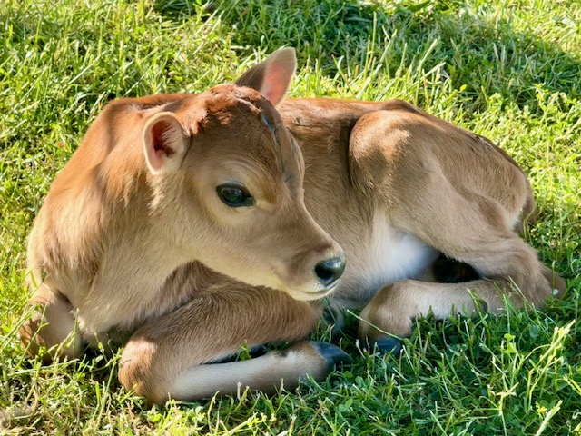 What's in a name? Bidgee Strawberries and Cream are seeking help to give this cutie a name. Picture: Marguerite McKinnon