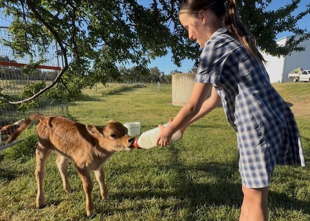 Primary school student Angelia Smith, 11, feeding the adorable calf at Bidgee Strawberries and Cream. Picture: Marguerite McKinnon