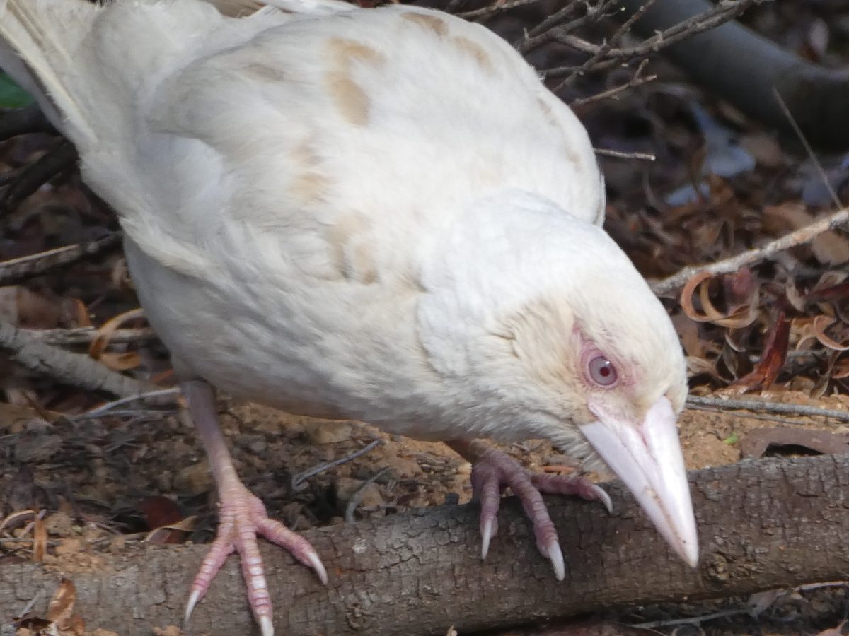 A close-up of the "one in a million" albino magpie, Whitie.