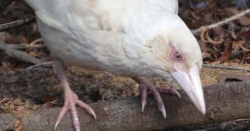 'Whitie' the Estella magpie confirmed as albino - so what does that mean for the bird? And will it still swoop?