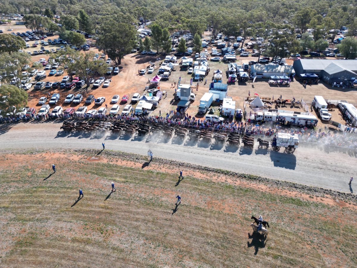aerial shot of horses