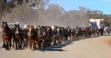 Three legendary horsemen and 62 gentle giants set world record at Barellan