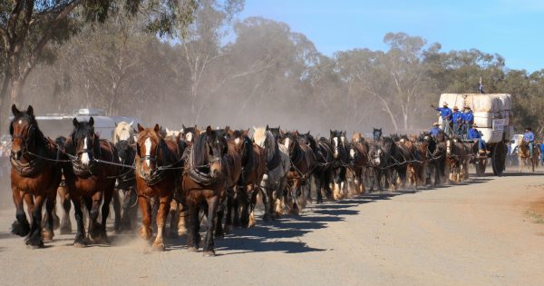 Three legendary horsemen and 62 gentle giants set world record at Barellan