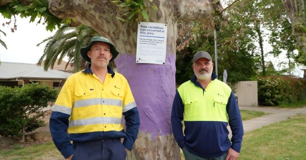 Tree poisoning in Wagga sees Council turn to purple paint