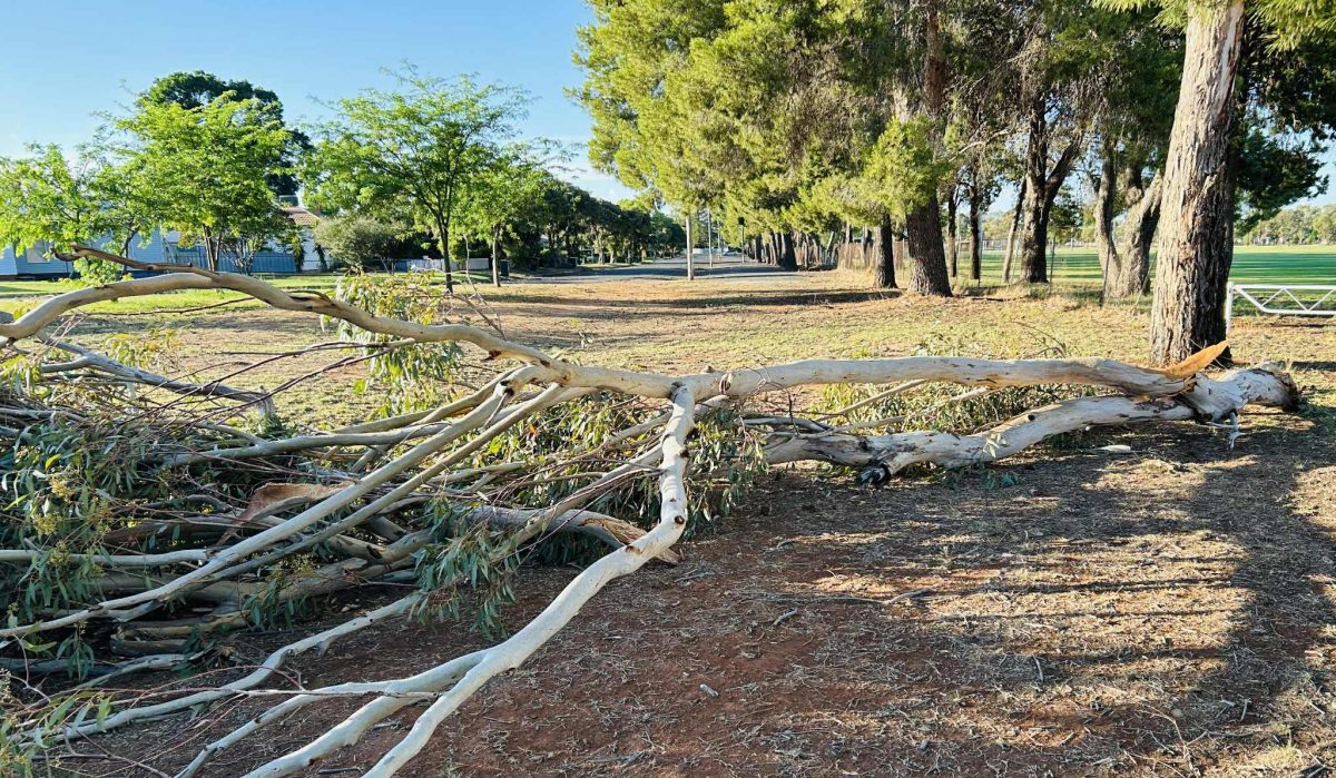 Trees knocked down near Jubilee Park.
