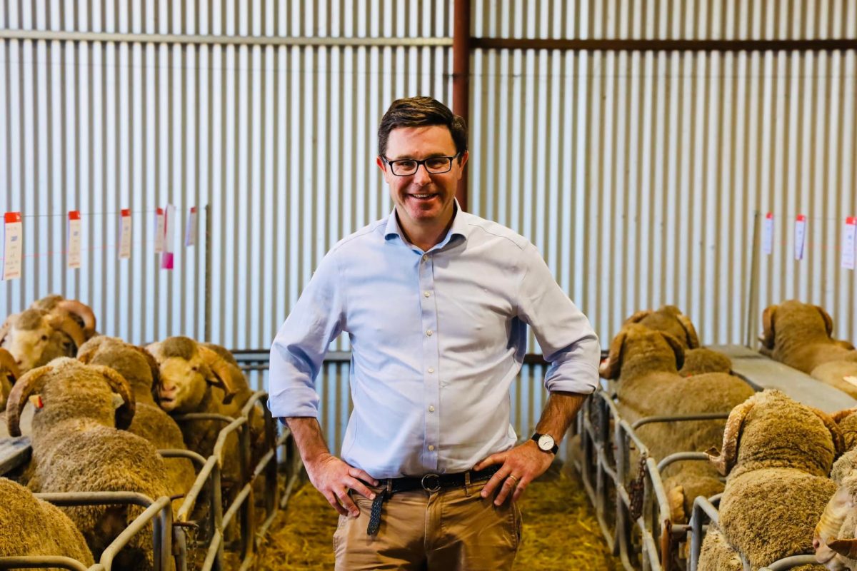 Littleproud with sheep