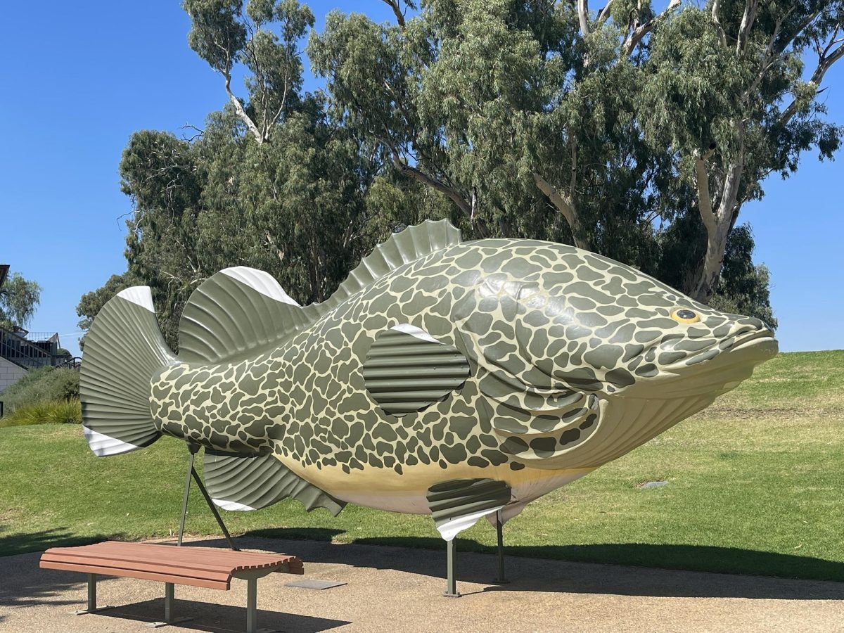 The Big Murray Cod in Tocumwal!