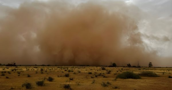 Dust storms hits Griffith on Monday with 63 km/h winds knocking down trees and powerlines