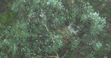 Koala cluster discovered in Snowy Mountains 20 years after bushfire
