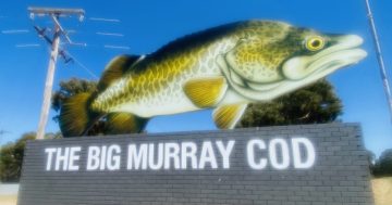 Wagga’s giant Big Murray Cod sign resurrected to once again greet visitors to town