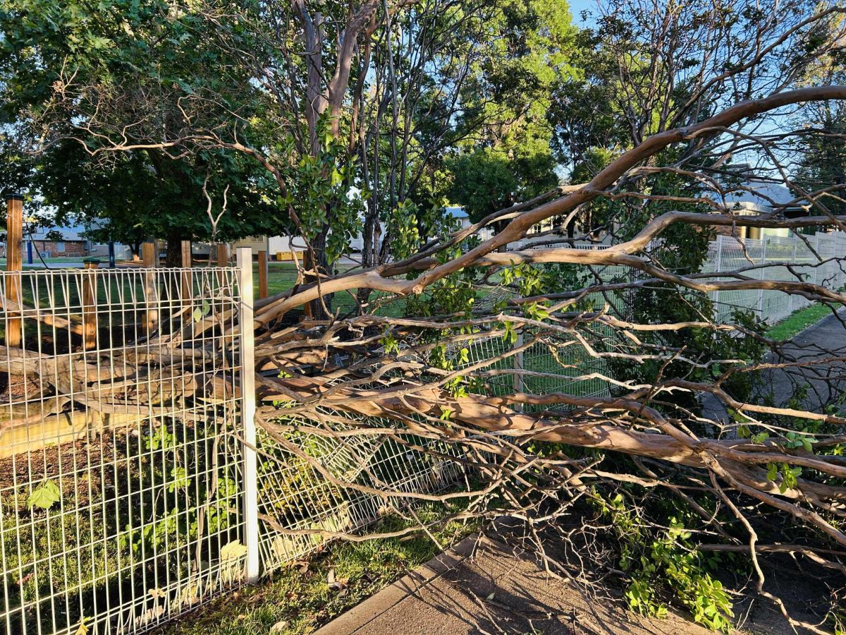 Tree damages the fence at Griffith North Public School.